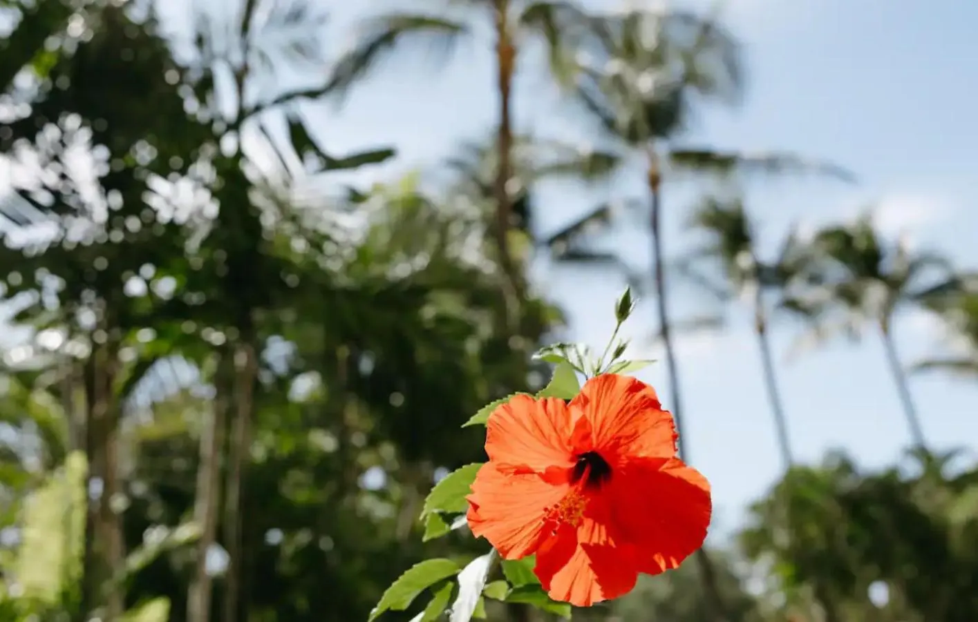 Aparthotel Top 10 Pick! Walk To Beach, Shops, Dining And Pool Wailea